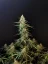Fast Buds Sjemenke konoplje Sour Diesel Auto