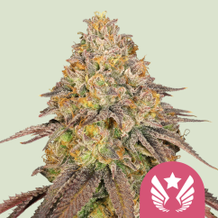 Royal Queen Seeds Semințe de canabis Legendary OG Punch feminizate