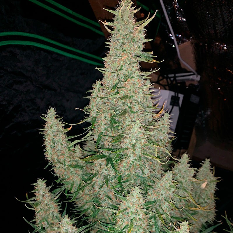 Silent Seeds Seminte de canabis clasice Critical Jack feminizate