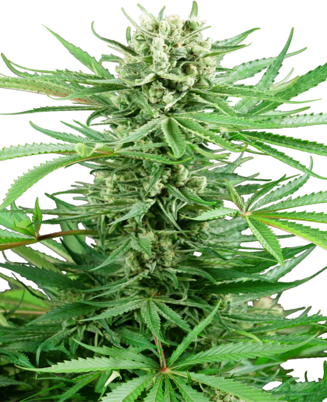 Sensi Seeds Seminte de canabis Papi Chulo OG feminizate, 3-10 buc