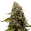 Royal Queen Seeds Seminte de canabis White Widow feminizate