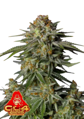 Fast Buds Sjemenke kanabisa GG4 Sherbet FF
