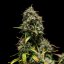 Royal Queen Seeds Semințe de canabis Purple Punch Auto