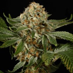 Silent Seeds Klasične sjemenke konoplje OG Kush Feminized