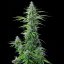 Royal Queen Seeds Seminte de canabis Royal Cookies Auto