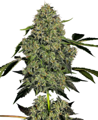 Sensi Seeds Seminte de canabis OG Kush Automatic feminizate de White Label, 3-10 buc