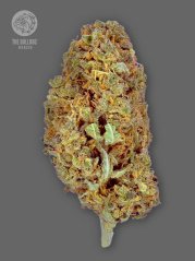 The Bulldog Seeds TB Amnesia Feminized, isi 3 dan 5 pcs