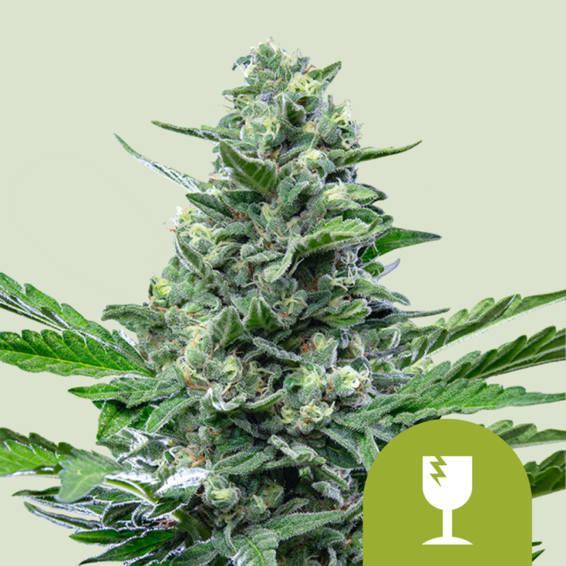 Royal Queen Seeds Semillas de cannabis Royal Critical Auto