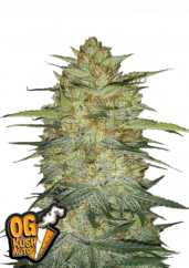 Fast Buds sjemenke konoplje OG Kush Auto