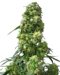 Sensi Seeds Semena konoplje Early Skunk® Regular, 10 kos