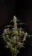 Fast Buds Sjemenke Kanabisa Critical Auto
