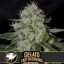 Blimburn Seeds Semi di Cannabis Gelato Fast Blooming Femminizzati