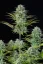 Fast Buds Sjemenke konoplje Košer kolač Auto