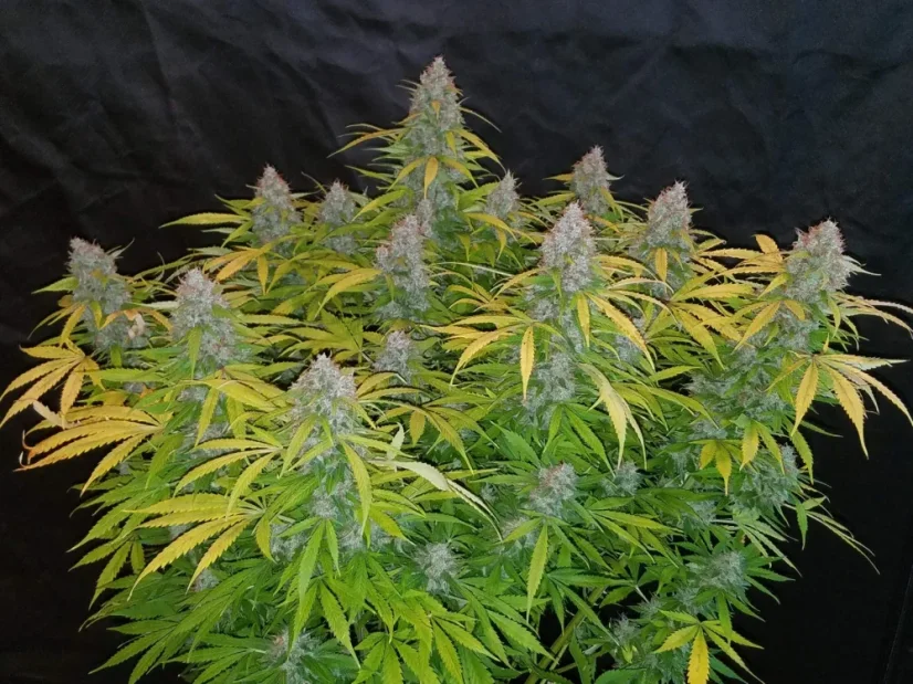 Fast Buds Насіння канабісу Californian Snow Auto