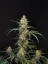 Fast Buds Sjemenke Kanabisa Chemdawg Auto