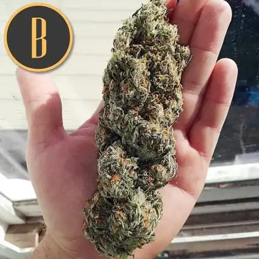 Blimburn Seeds Sementes de Cannabis Cindy 99 Feminizada