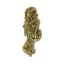 Royal Queen Seeds kannabiksen siemenet Euphoria feminisoitunut (korkea CBD)