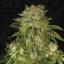 T.H.Seeds™ Semințe de canabis MK-Ultra™, pachet 5+1, obișnuite