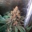 Silent Seeds Seminte de canabis clasice Critical Jack feminizate