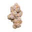Royal Queen Seeds Semințe de canabis Purple Punch Auto