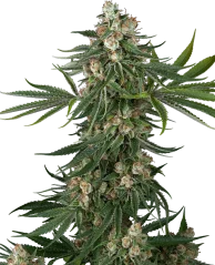 Semințe de Cannabis Sensi Seeds Fallout OG Feminized