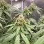 Blimburn Seeds Semi di Cannabis Cafe Racer Femminizzati