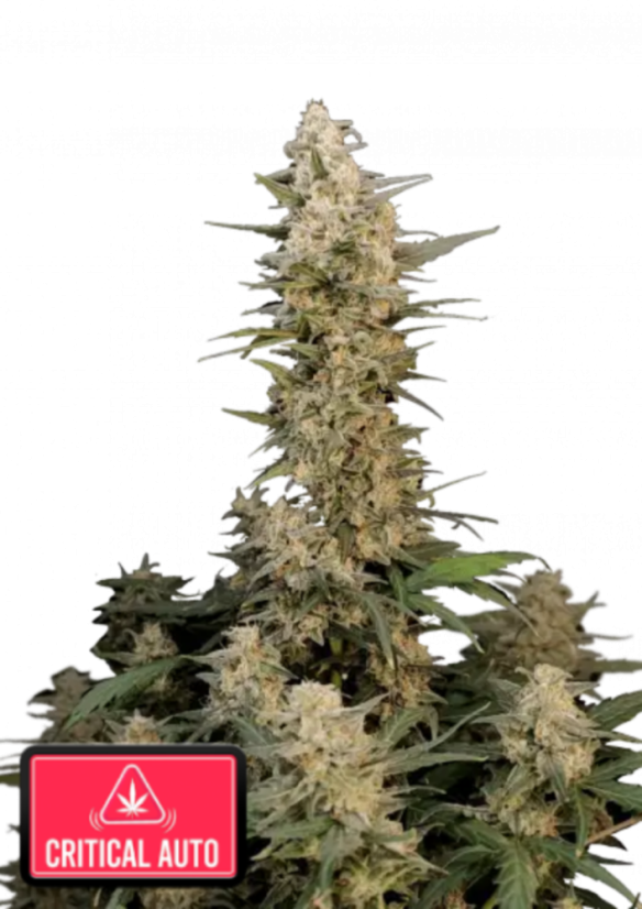 Fast Buds Sjemenke Kanabisa Critical Auto