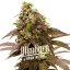 Blimburn Seeds Kanepiseemned Sleepy Joe Feminized