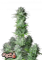 Fast Buds Semi di Cannabis Kosher Cake Auto