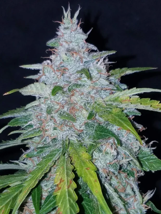 Semințe de Cannabis Fast Buds Six Shooter Auto