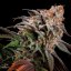 Silent Seeds Seminte exotice de canabis Pepene verde Runtz feminizate