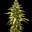 Royal Queen Seeds Seminte de canabis Royal Runtz Auto