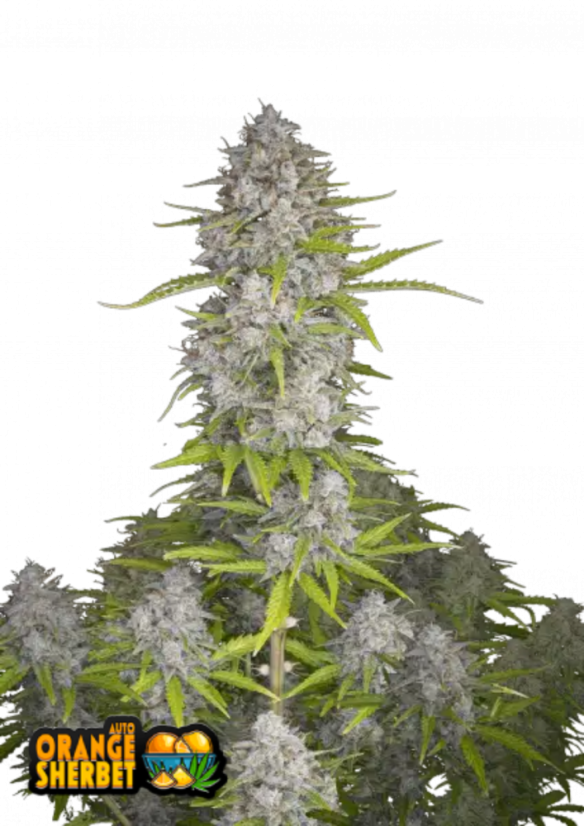 Fast Buds Sjemenke konoplje Orange Sherbet Auto