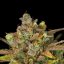Royal Queen Seeds Seminte de canabis Sweet ZZ Auto