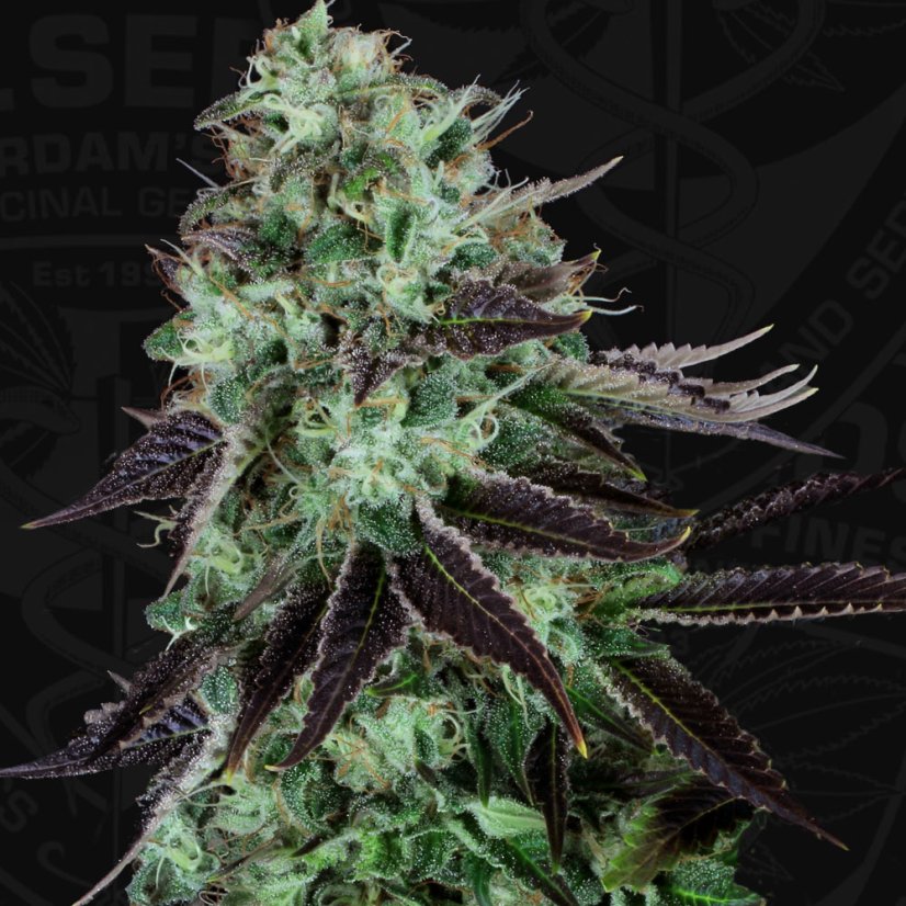 T.H.Seeds™ Semințe de canabis Darkstar™, pachet 5+1, obișnuite