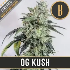 Blimburn Seeds Cannabisfrön OG Kush Feminiserade