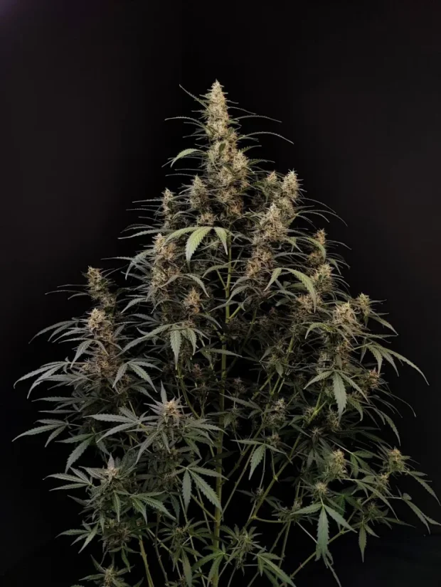 Fast Buds Sjemenke konoplje Amnesia Haze Auto