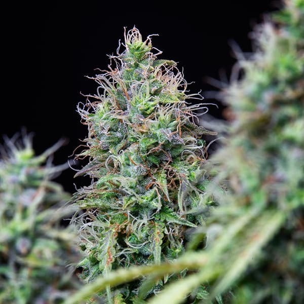 Royal Queen Seeds Semillas de cannabis Amnesia Haze Auto