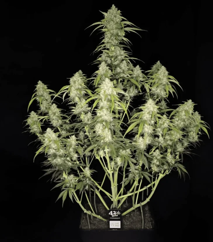 Fast Buds Żerriegħa tal-Kannabis Papaya Cookies Auto