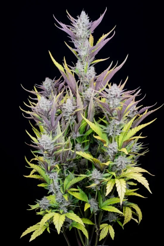 Fast Buds Sjemenke kanabisa Ljepilo za vjenčanja Auto