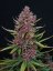 Fast Buds Sjemenke konoplje Ztrawberriez Auto
