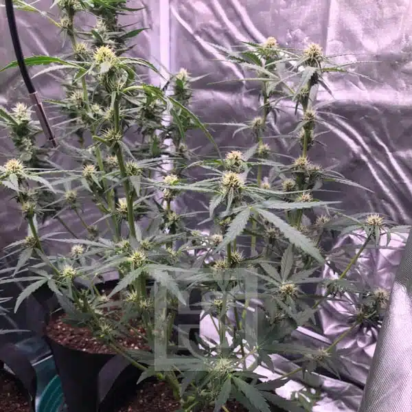Blimburn Seeds Semințe de canabis Grizzly Purple Auto