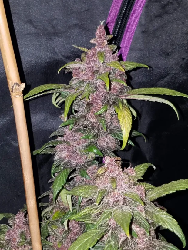 Semințe de Cannabis Fast Buds LSD-25 Auto