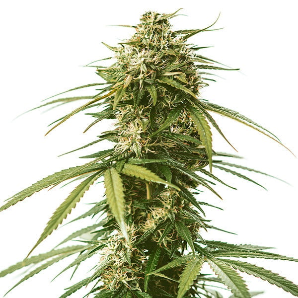 Royal Queen Seeds Semințe de canabis Gushers feminizate