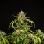 Royal Queen Seeds Seminte de canabis Green Gelato Auto