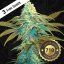 T.H.Seeds™ Seminte de canabis Vanilla Sundae, 710 Limited Special Pack, feminizate