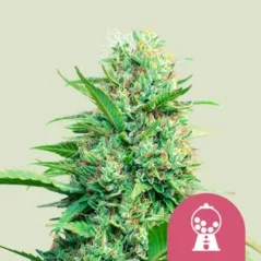 Royal Queen Seeds Kannabisfræ Pink Runtz femíniserað