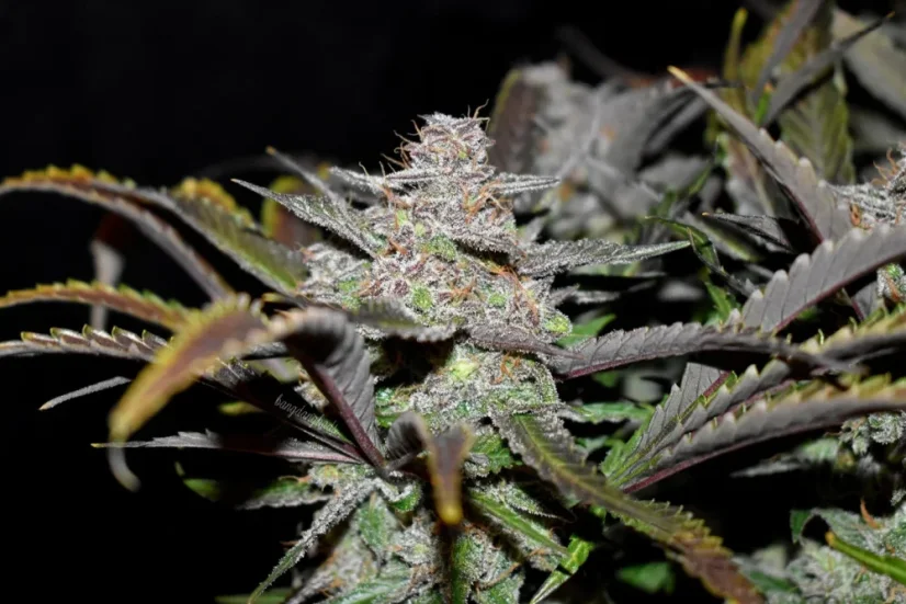 Fast Buds Sjemenke konoplje Cream Cookies Auto
