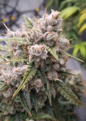 Dutch Passion Seminte de canabis Auto Cinderella Jack® Autoflowering