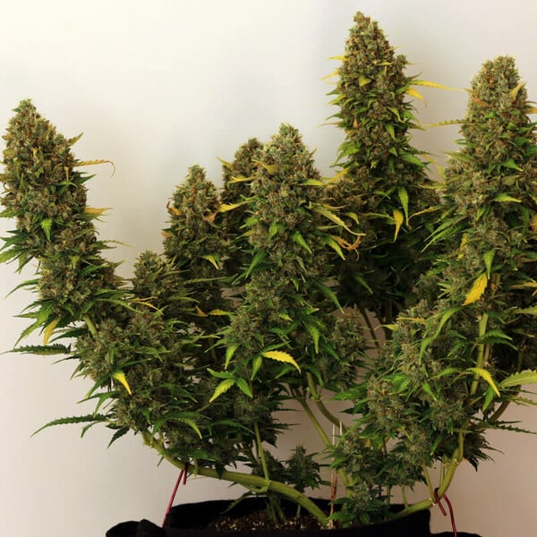Royal Queen Seeds Семена от канабис Royal Bluematic Auto